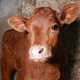 Illustration for article titled Beyond Meat Researchers Announce Creation Of Fully Conscious, Plant-Based Veal Calf